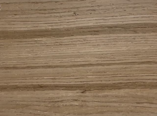 Desert Acacia